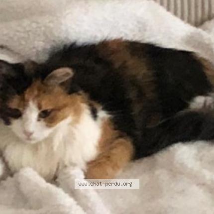 Foto 1/1 Moumous Chat perdido en Verrieres le buisson