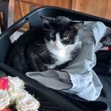 Foto del gato perdido en Belleville