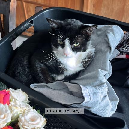 Foto 1/1 Cali Chat perdido en Belleville