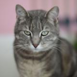 Foto del gato perdido en Isenay