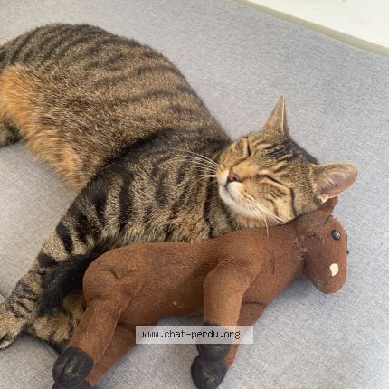 Foto 1/1 Max Chat perdido en Baud