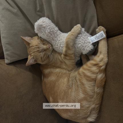 Foto 1/1 Yummy Chat perdido en Brens