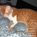 Foto del gato perdido en Leguillac De L Auche