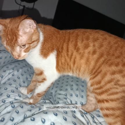 Foto 1/1 Vador Chat perdido en Leguillac de l auche