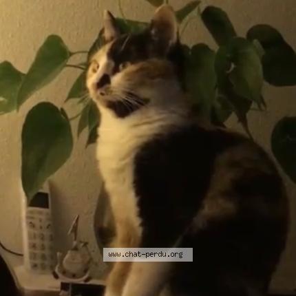 Foto 1/1 Tya Chat perdido en Braud et st louis