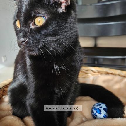 Foto 1/1 Onix Chat perdido en Cheseaux sur lausanne