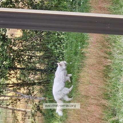 Foto 1/1 Gato encontrado Encontrado en Sauternes