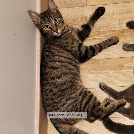 Foto 1/1 lune Chat perdido en Olivet