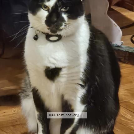 Foto 1/1 Milo Chat perdido en Cincinnati