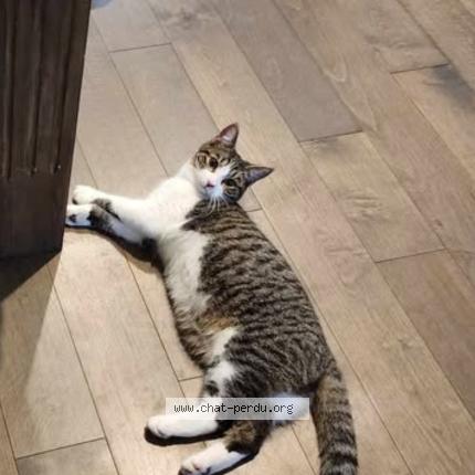 Foto 1/1 Zorro mais souvent appelé Titi Chat perdido en Sainte cecile de milton