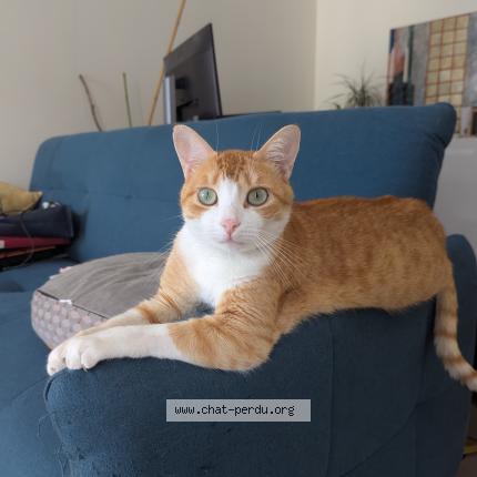 Foto 1/1 Willow Chat perdido en Saint philbert de grand lieu