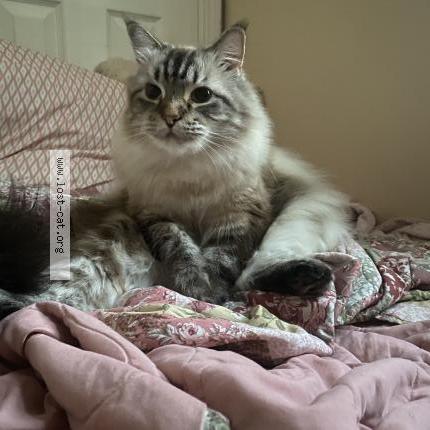 Foto 1/1 Saffron Chat perdido en Lake in the hills