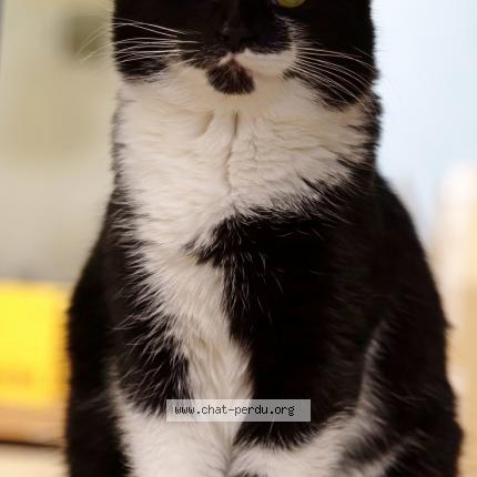 Foto 1/2 Athos Chat perdido en Uttenheim