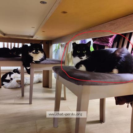 Foto 2/2 Athos Chat perdido en Uttenheim