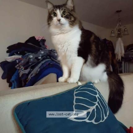 Foto 1/1 Halo Chat perdido en San antonio