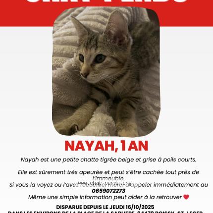 Foto 1/1 Nayah Chat perdido en Boissy saint leger
