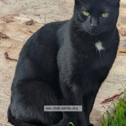 Foto 1/1 Comète Chat perdido en Fougerolles