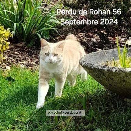 Foto 1/1 Barney Chat perdido en Rohan