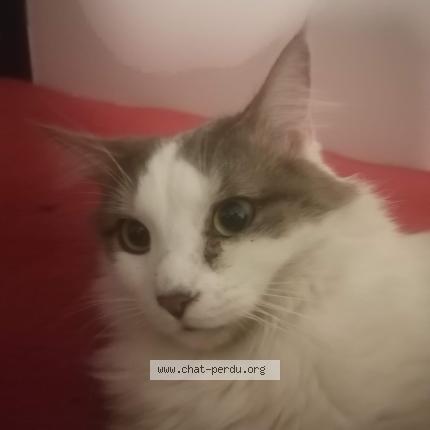 Foto 1/1 Sushi Chat perdido en Villeurbanne