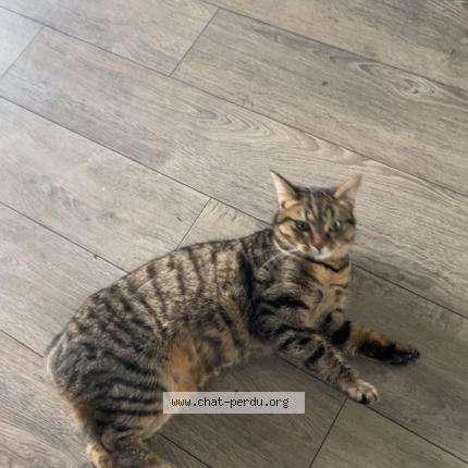 Foto 1/1 Boumi Chat perdido en La baule escoublac