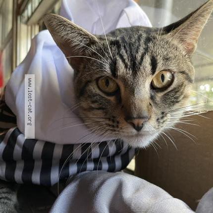 Foto 1/1 Milo Chat perdido en Irving