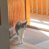 Foto del gato perdido en La Clusaz