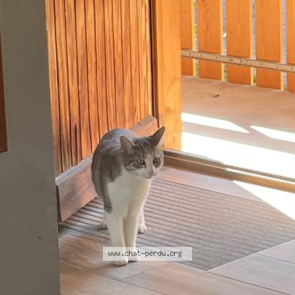 Foto 1/1 Flocky Chat perdido en La clusaz