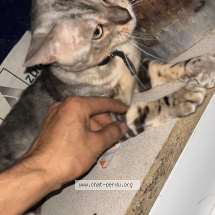 Foto 1/1 Blacky Chat perdido en Avignon et le pontet