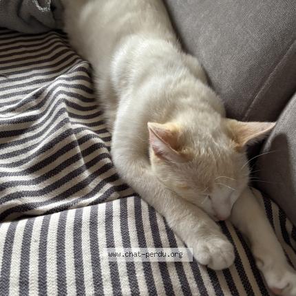 Foto 1/1 Piment Chat perdido en Thiebaumenil