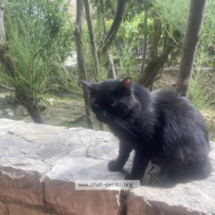 Foto 1/1 Chocolate Chat perdido en Puyricard