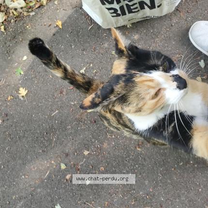 Foto 1/1 Gato encontrado Encontrado en Elancourt