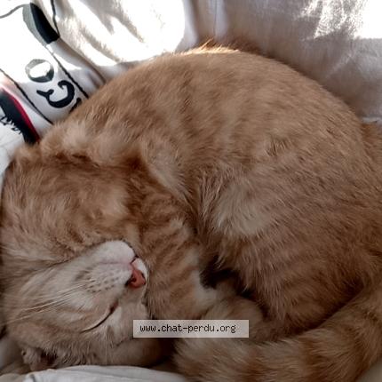 Foto 1/1 Percy Chat perdido en Saint contest