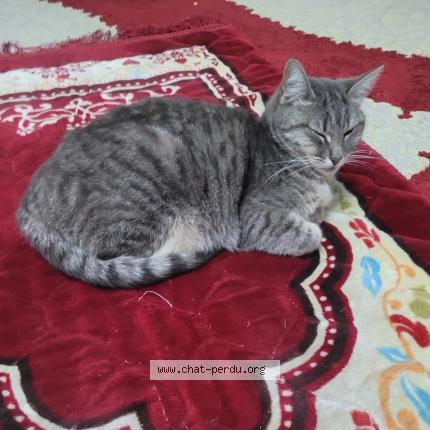 Foto 1/1 Reem Chat perdido en Drancy