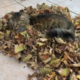 Foto del gato perdido en Pierrevert