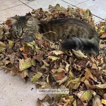 Foto 1/2 Henri Chat perdido en Pierrevert