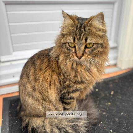 Foto 2/2 Henri Chat perdido en Pierrevert