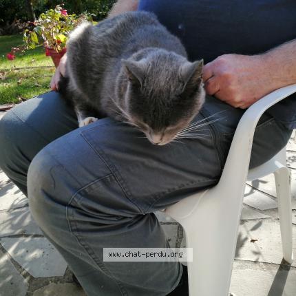 Foto 1/2 Gato encontrado Encontrado en Aunay sous crecy