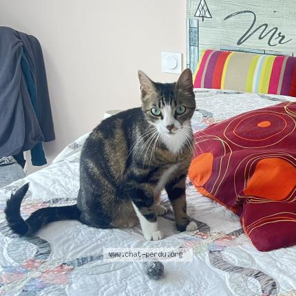 Foto 1/1 SYBELLE Chat perdido en Deyme