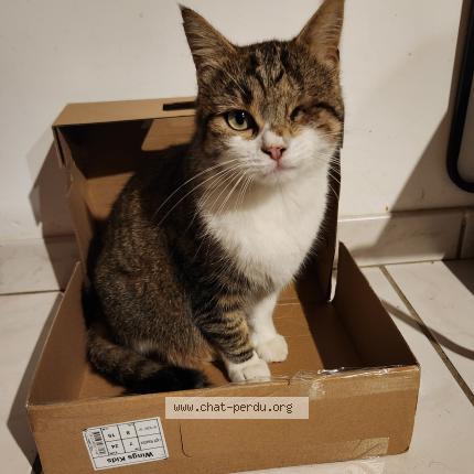 Foto 1/1 Pirate Chat perdido en Caro