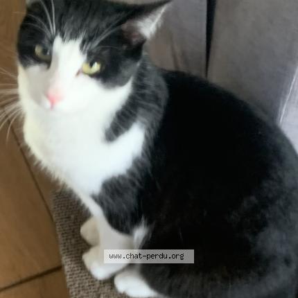 Foto 1/1 FIFOU Chat perdido en Couzeix