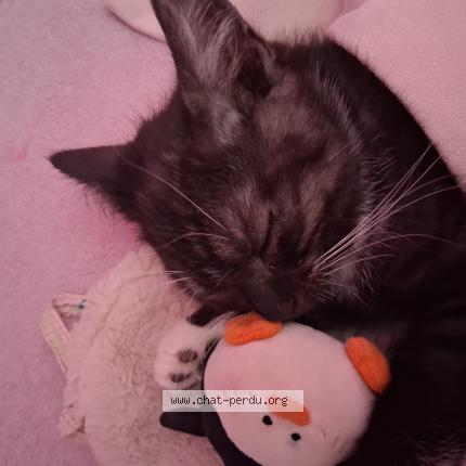 Foto 1/1 Chouquette Chat perdido en Tourlaville