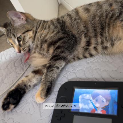 Foto 1/1 Ninou Chat perdido en Luce