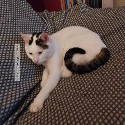 Foto 1/1 SNOUPI Chat perdido en Thonon les bains