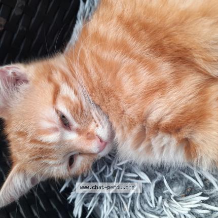 Foto 1/1 Cathy Yahiaoui lemoine Chat perdido en Loison sous lens