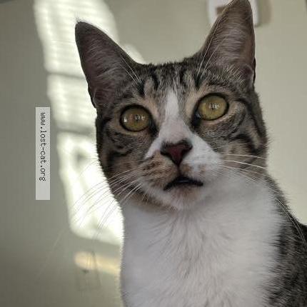 Foto 1/1 Romeo Chat perdido en Rock hill