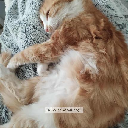 Foto 1/1 gribouille Chat perdido en Montfavet