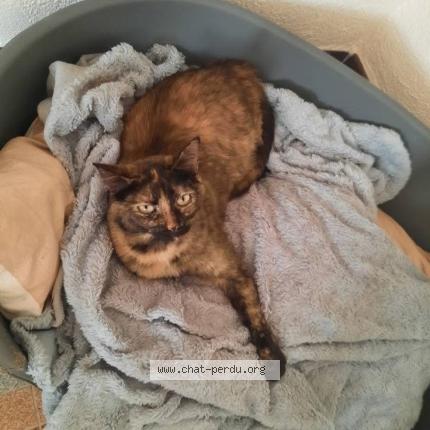 Foto 1/1 Ruby Chat perdido en La suze sur sarthe