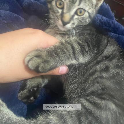 Foto 1/1 Albert Chat perdido en Woonsocket