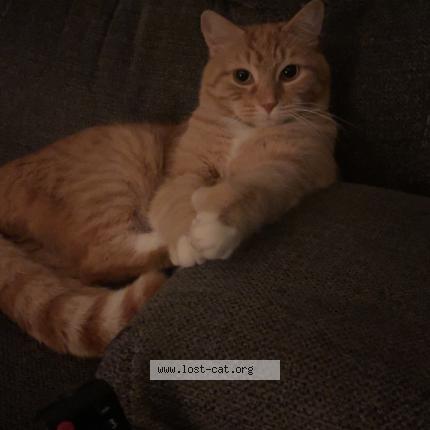 Foto 1/1 Simon Chat perdido en Wynantskill