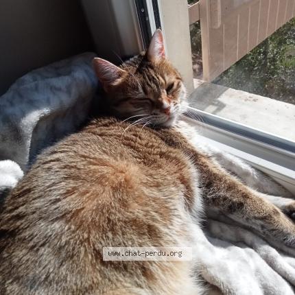 Foto 1/1 Nina Chat perdido en Soleymieu